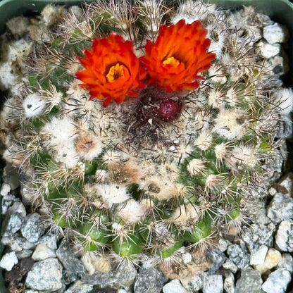 DesertScapeSucculent Cactus 4 Inch Parodia mairanana