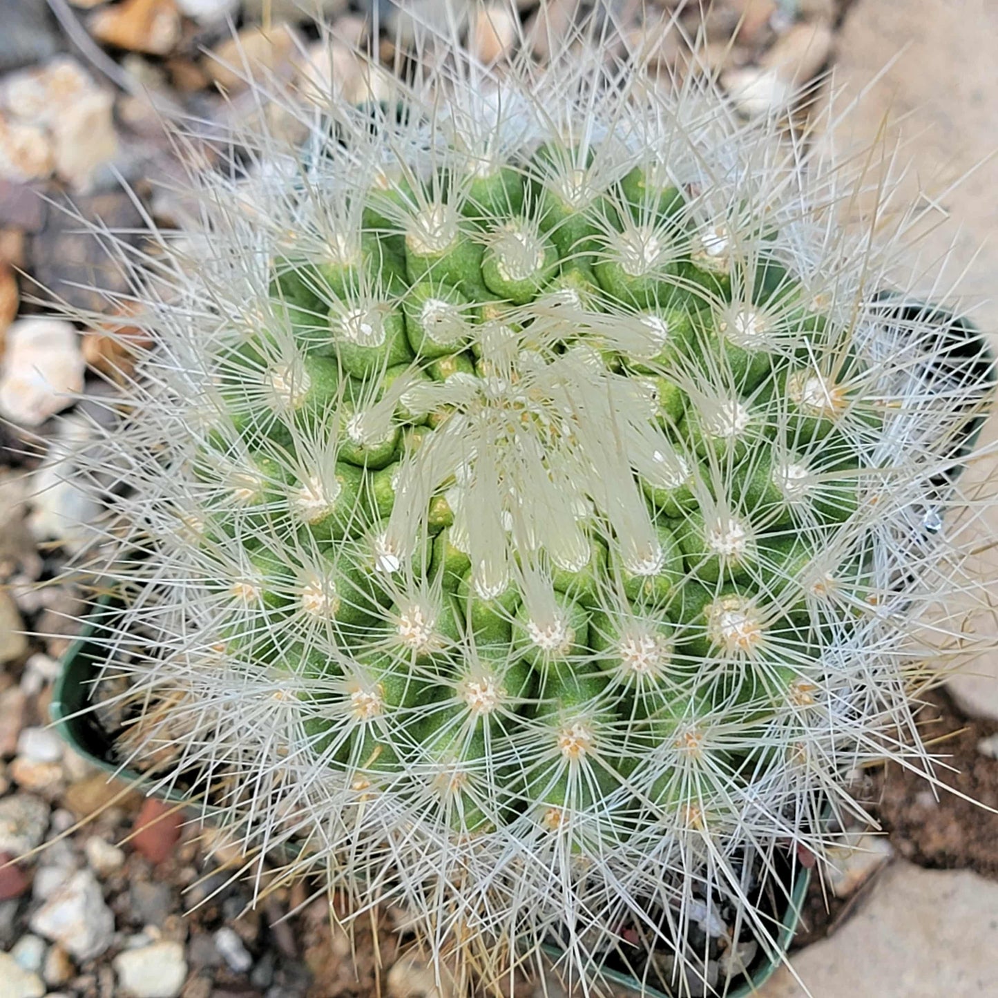 Parodia penicillata - 4 Inch Assorted - Cactus - DesertScapeSucculent