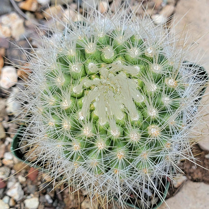 Parodia penicillata - 4 Inch Assorted - Cactus - DesertScapeSucculent