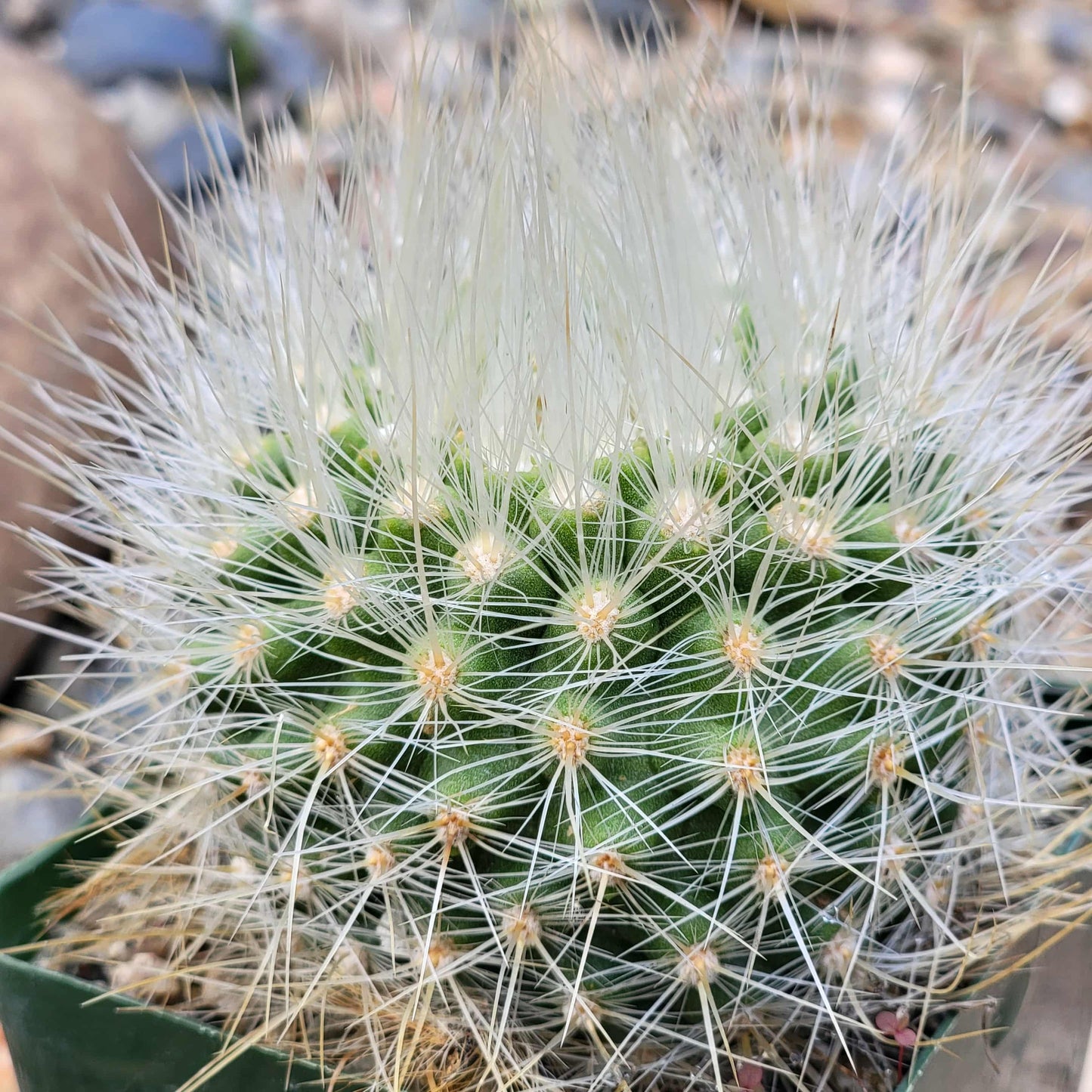 Parodia penicillata - 4 Inch Assorted - Cactus - DesertScapeSucculent