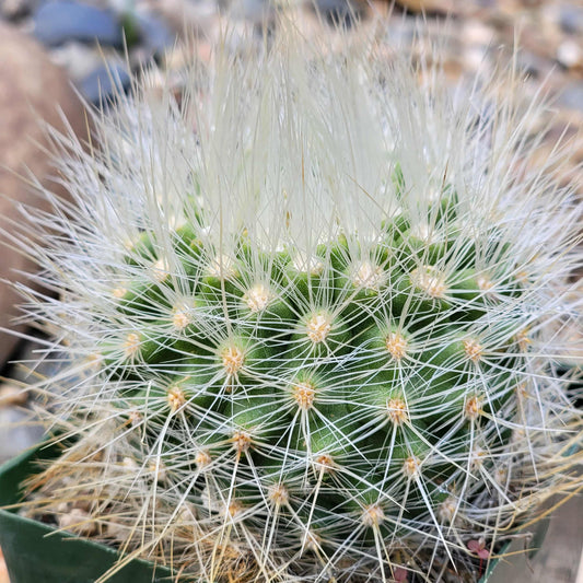 Parodia penicillata - 4 Inch Assorted - Cactus - DesertScapeSucculent