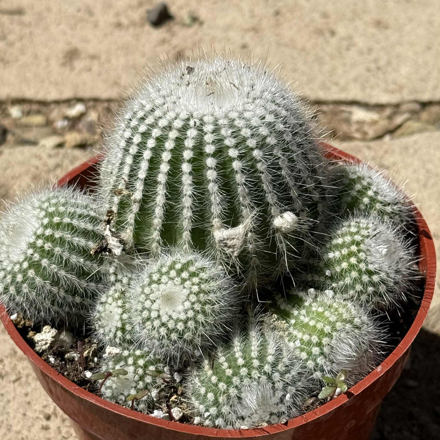 Parodia Scopa 'Silver Ball Cactus' - 4 Inch Assorted - Cactus - DesertScapeSucculent