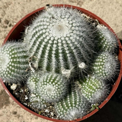 Parodia Scopa 'Silver Ball Cactus' - 4 Inch Assorted - Cactus - DesertScapeSucculent