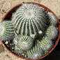 Parodia Scopa 'Silver Ball Cactus' - 4 Inch Assorted - Cactus - DesertScapeSucculent