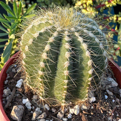 DesertScapeSucculent Cactus 4" Assorted Parodia Warasii