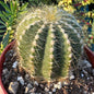 Parodia warasii - 4 Inch Assorted - Cactus - DesertScapeSucculent