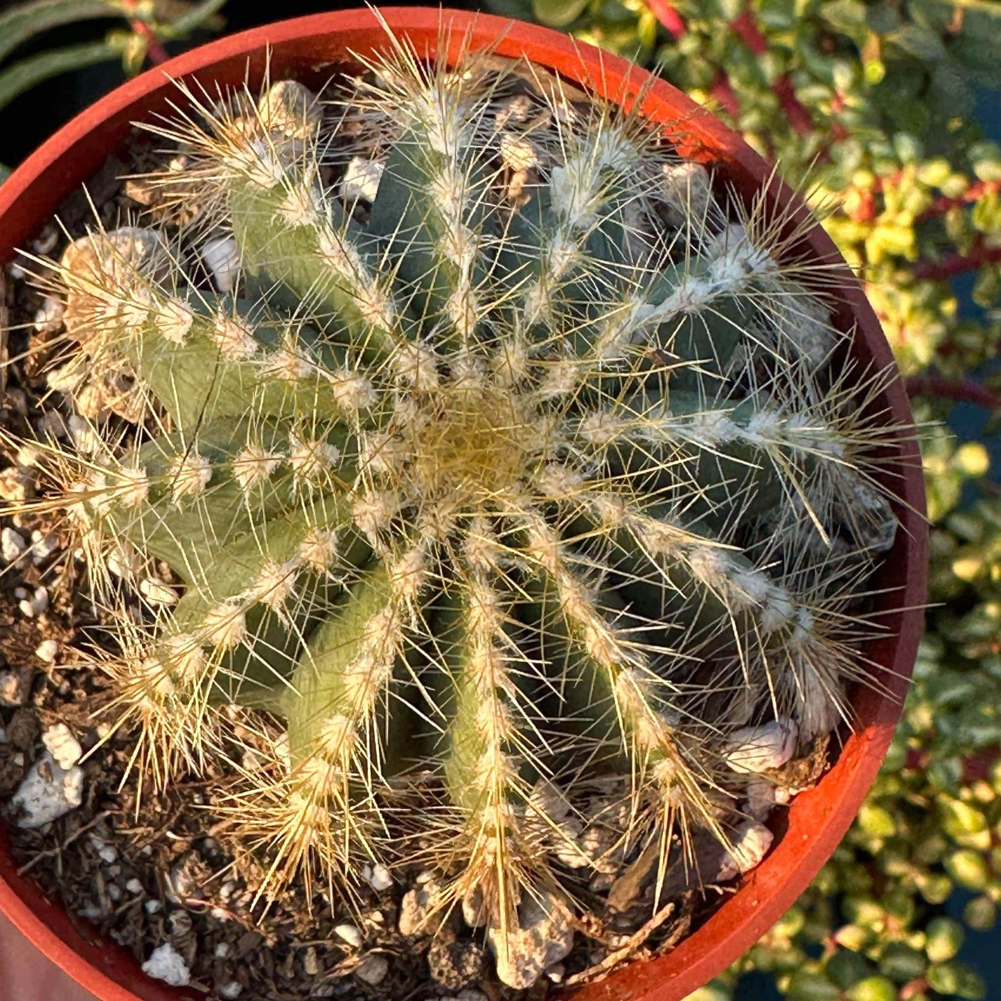 DesertScapeSucculent Cactus 4" Assorted Parodia Warasii