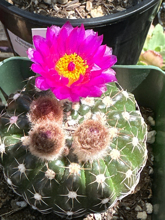 Parodia werneri "Green Tomato" - 4 Inch Assorted - Cactus - DesertScapeSucculent