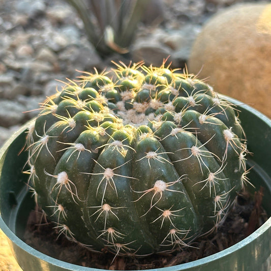 Parodia werneri "Green Tomato"