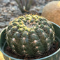 Parodia werneri "Green Tomato" - 4 Inch Assorted - Cactus - DesertScapeSucculent
