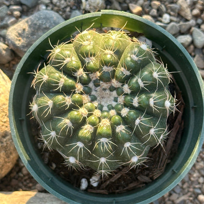 Parodia werneri "Green Tomato"