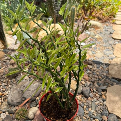 DesertScapeSucculent Cactus Pedilanthus Tithymaloides 'Devil's Backbone'