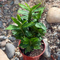 DesertScapeSucculent Cactus 4 Inch Pedilanthus Tithymaloides 'Devil's Backbone'