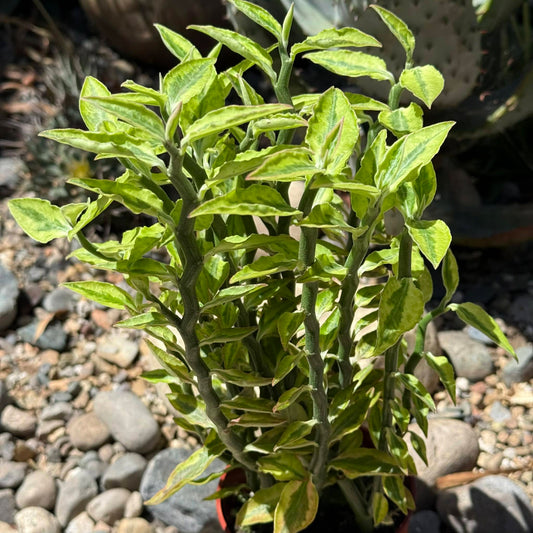 DesertScapeSucculent Cactus 4 Inch Var. Assorted Pedilanthus Tithymaloides 'Devil's Backbone'