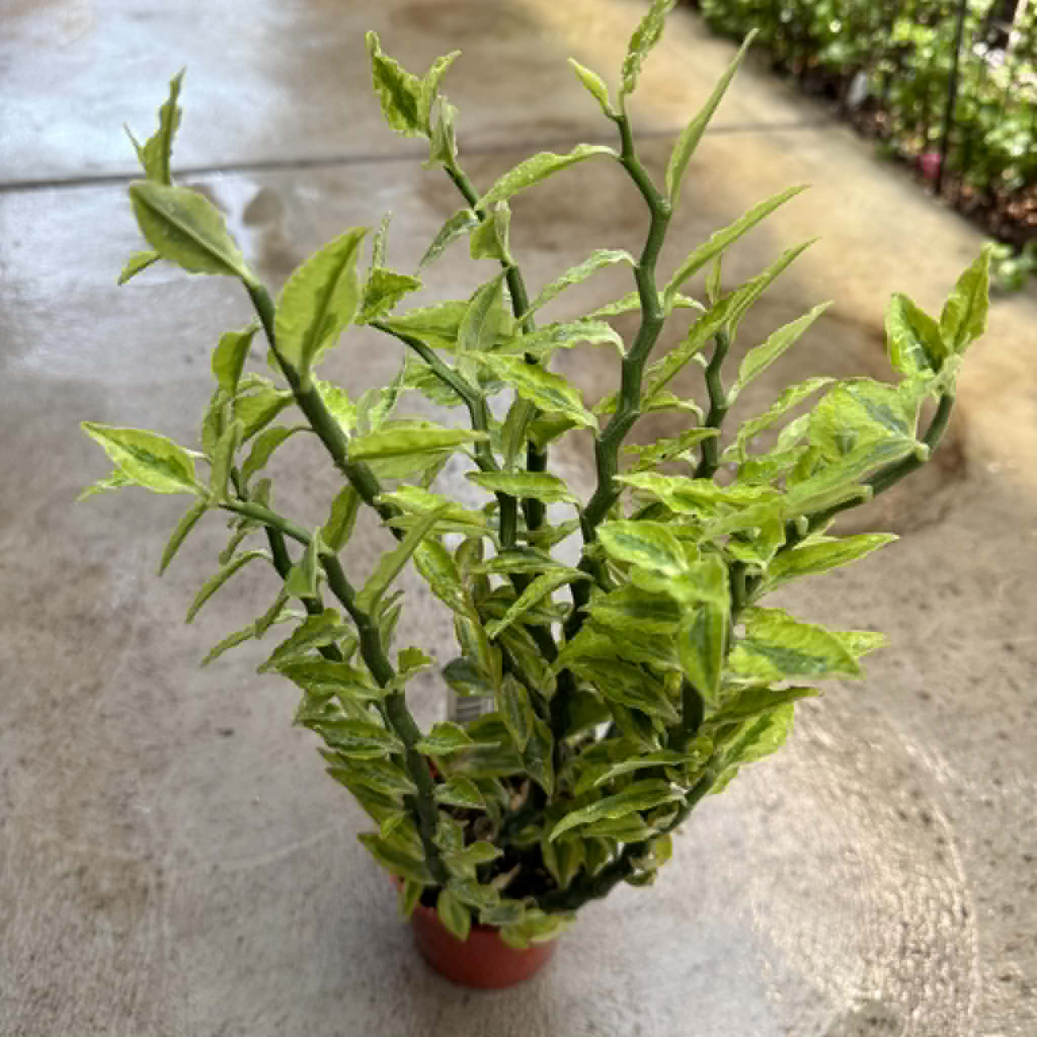 Pedilanthus Tithymaloides 'Devil's Backbone' – DesertScapeSucculent