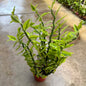 DesertScapeSucculent Cactus 4 Inch Var. Assorted Pedilanthus Tithymaloides 'Devil's Backbone'