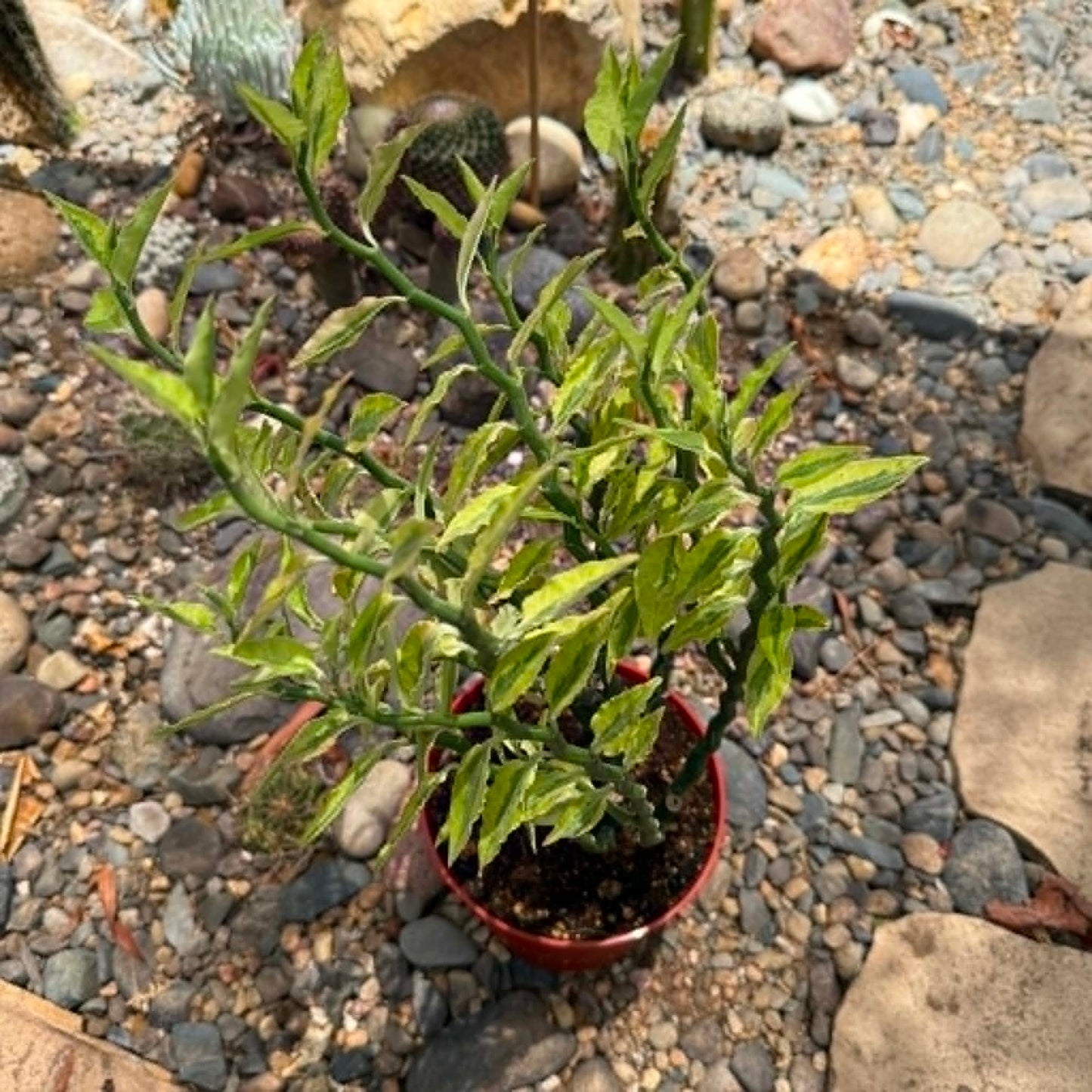 DesertScapeSucculent Cactus 6 Inch Variegated Pedilanthus Tithymaloides 'Devil's Backbone'