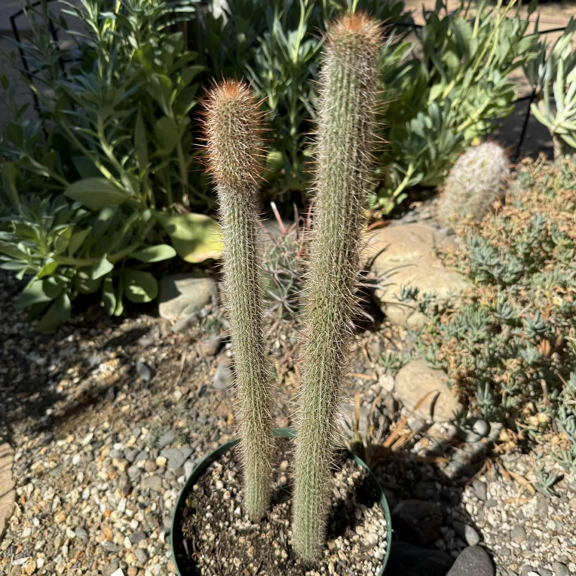 snake plant cactus family Peniocereus serpentinus 'Serpent or Snake Cactus' – DesertScapeSucculent