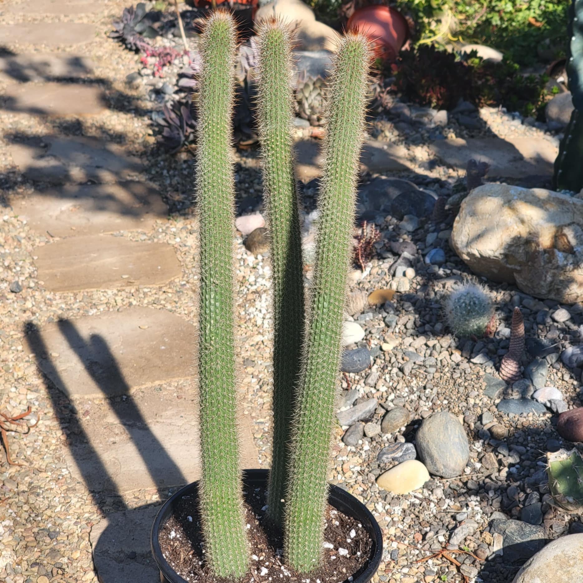 DesertScapeSucculent Cactus 3 gal Assorted Peniocereus serpentinus 'Serpent or Snake Cactus'