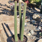 Peniocereus serpentinus 'Serpent or Snake Cactus' - 3 gal Assorted - Cactus - DesertScapeSucculent