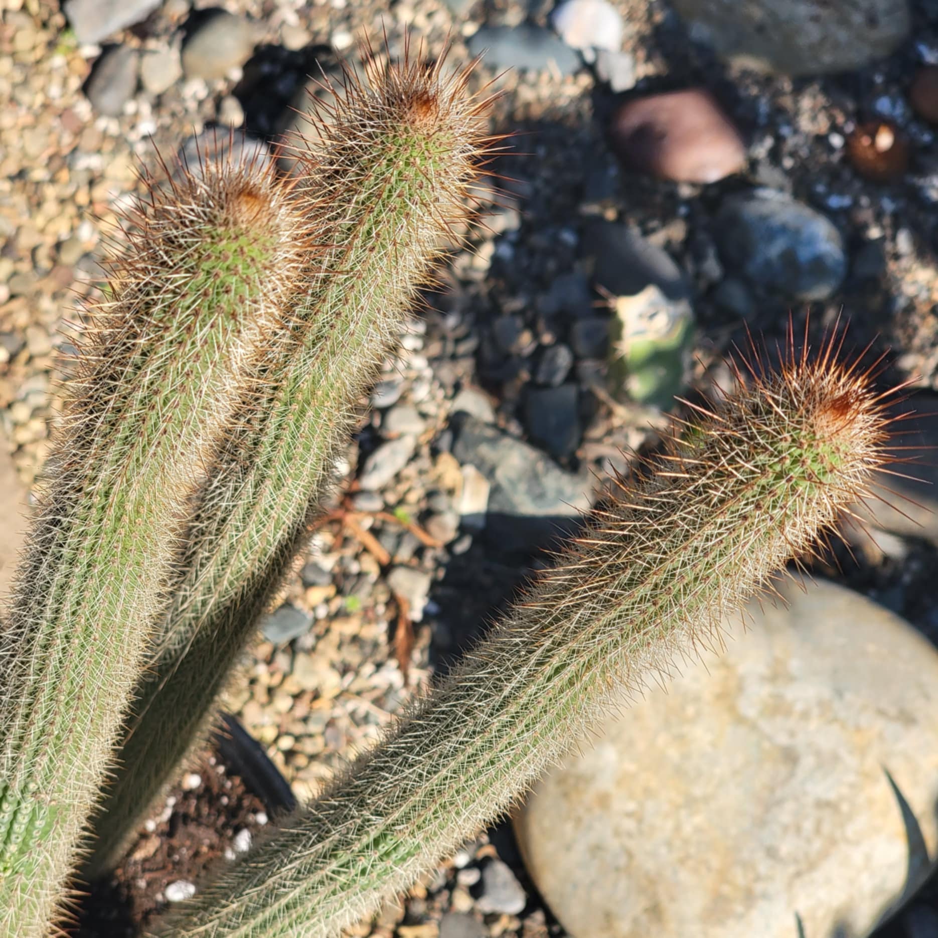 cactus plant that looks like little snakes Peniocereus serpentinus 'Serpent or Snake Cactus' – DesertScapeSucculent