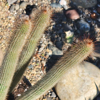 fuzzy snake cactus plant Peniocereus serpentinus 'Serpent or Snake Cactus' – DesertScapeSucculent