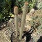 Peniocereus serpentinus 'Serpent or Snake Cactus' - 8 Inch Assorted - Cactus - DesertScapeSucculent