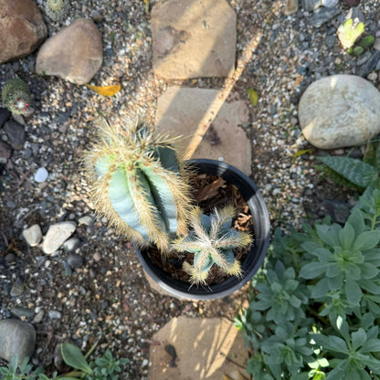 blue cactus succulent Pilosocereus pachycladus 'Blue Torch Cactus' 6 Inch