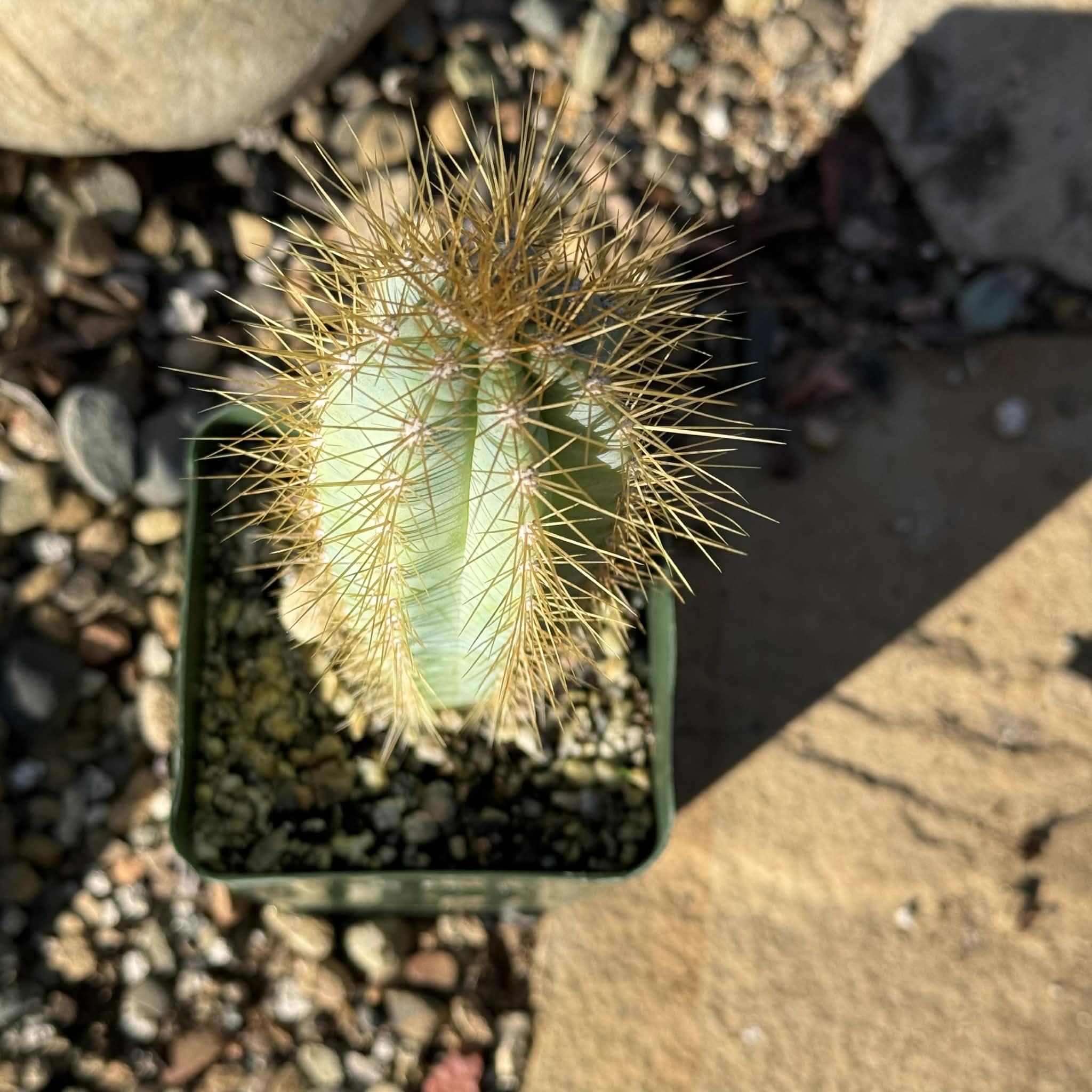 Pilosocereus Azureus 'Brazilian Blue Cactus' – DesertScapeSucculent