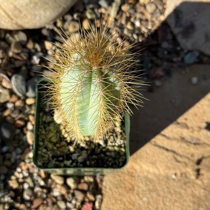 Pilosocereus Azureus 'Brazilian Blue Cactus' - 5 gal Assorted - Cactus - DesertScapeSucculent
