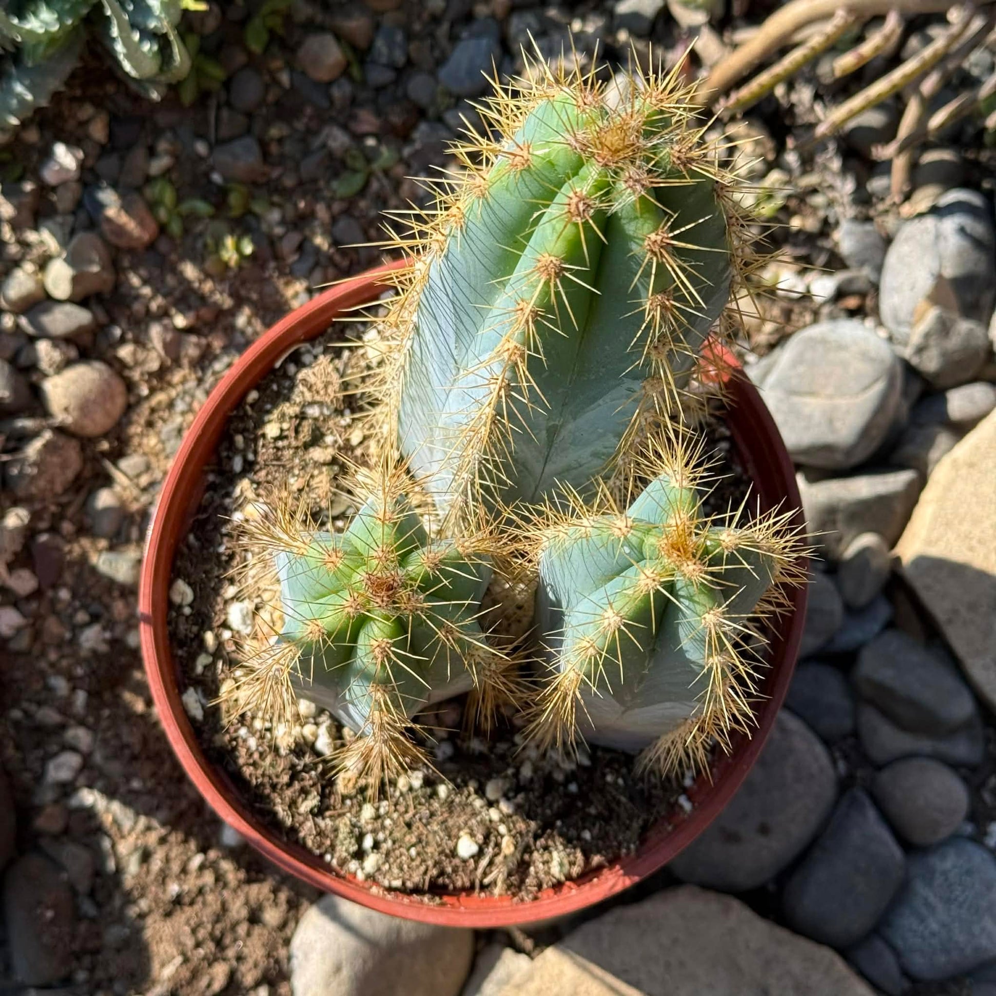 types of blue cactus Pilosocereus pachycladus 'Blue Torch Cactus' 6 Inch