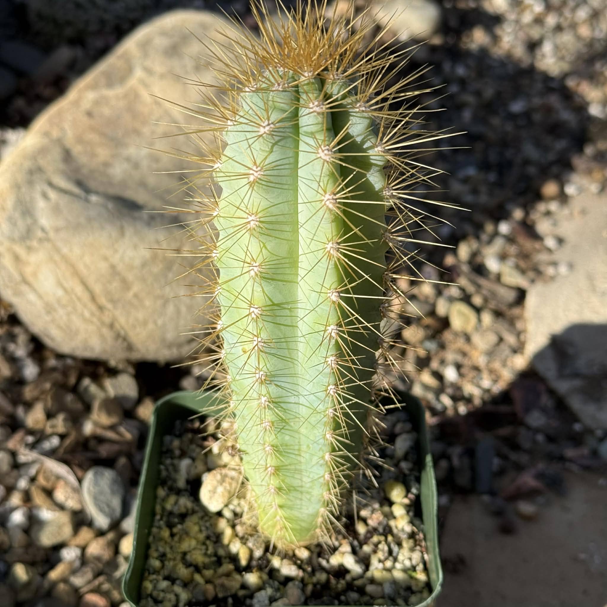 Pilosocereus Azureus 'Brazilian Blue Cactus' – DesertScapeSucculent