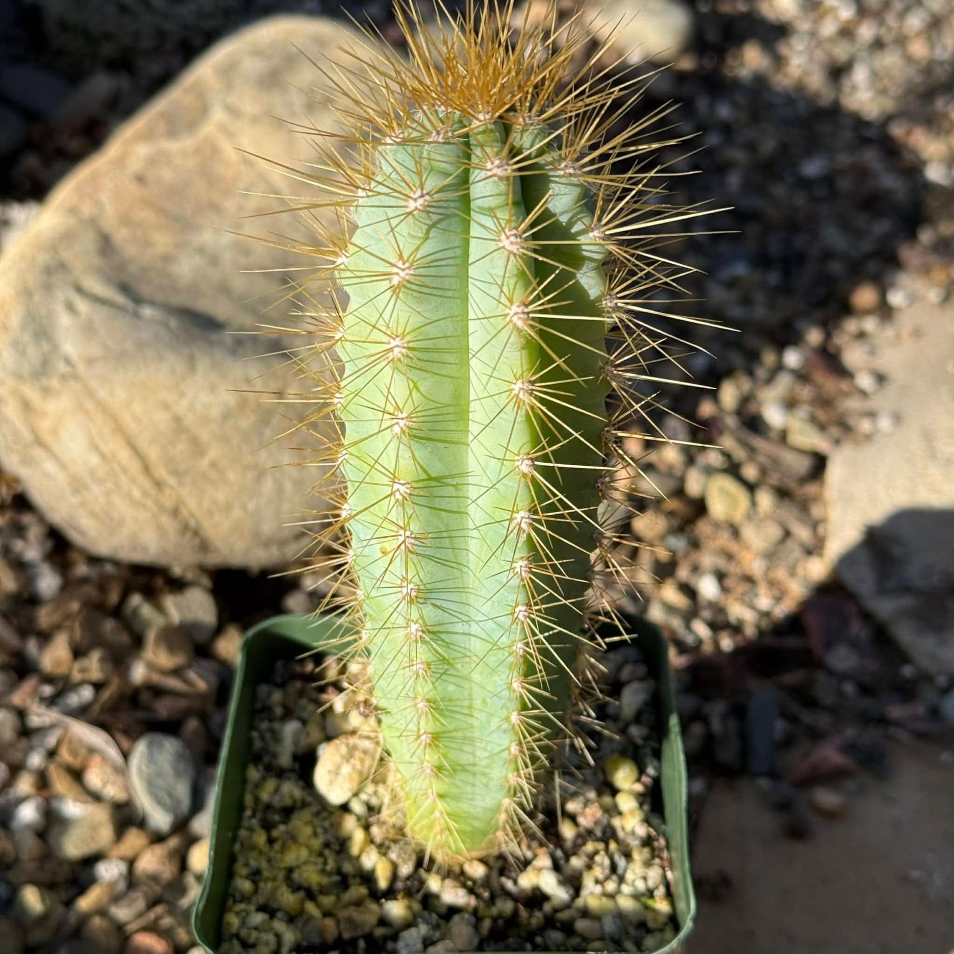 Pilosocereus Azureus 'Brazilian Blue Cactus' - 4 Inch Assorted - Cactus - DesertScapeSucculent