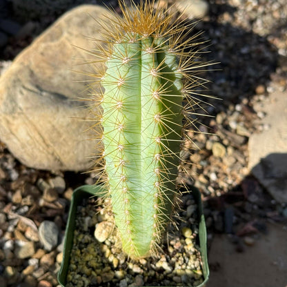 Pilosocereus Azureus 'Brazilian Blue Cactus' - 4 Inch Assorted - Cactus - DesertScapeSucculent