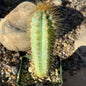 Pilosocereus Azureus 'Brazilian Blue Cactus' - 4 Inch Assorted - Cactus - DesertScapeSucculent