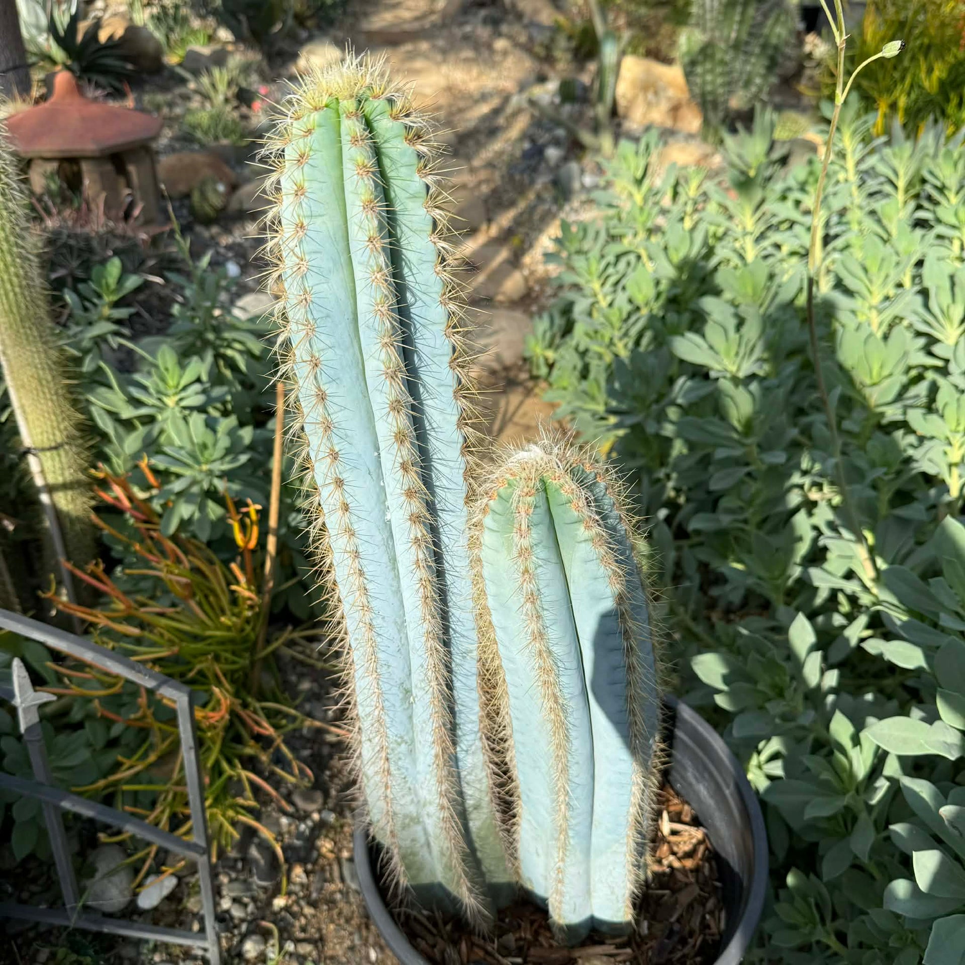 blue pencil cactus Pilosocereus Azureus 'Brazilian Blue Cactus' – DesertScapeSucculent