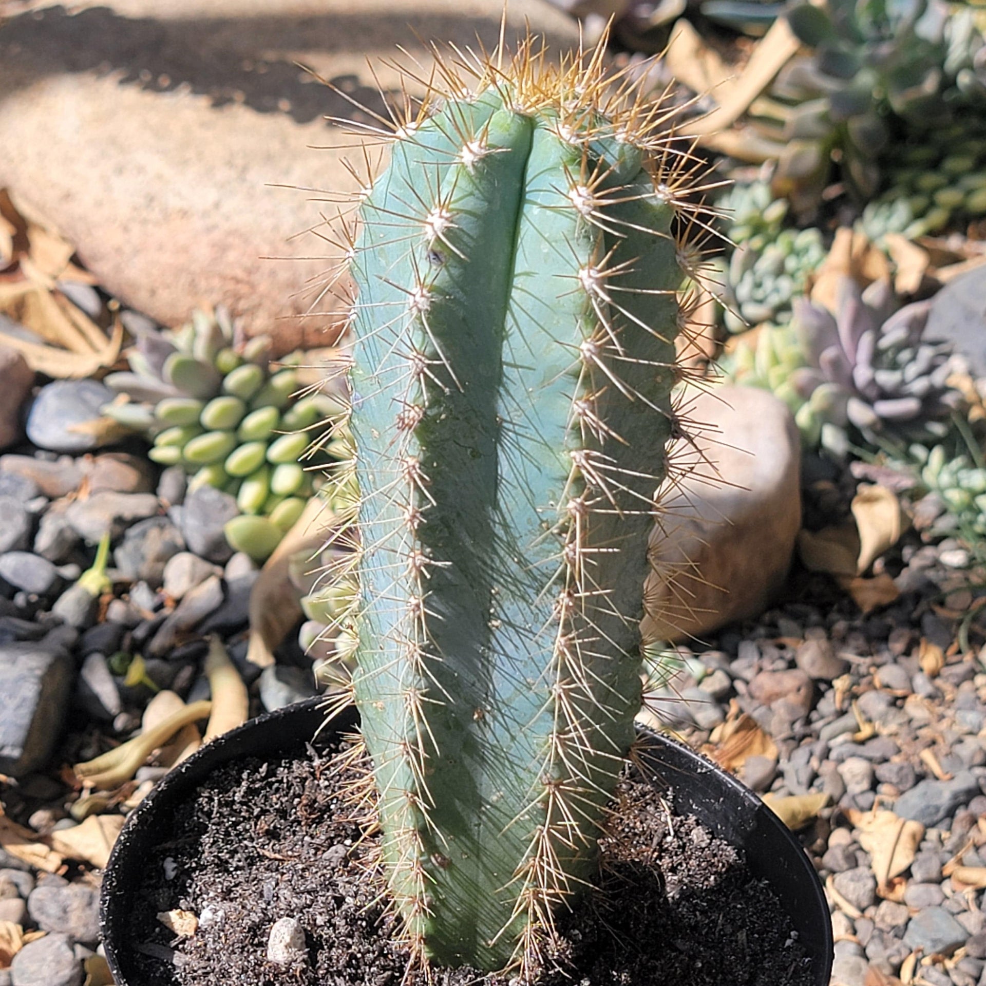 blue columnar cactus Pilosocereus Azureus 'Brazilian Blue Cactus'