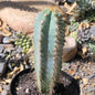 Pilosocereus Azureus 'Brazilian Blue Cactus' - 5 Inch Assorted - Cactus - DesertScapeSucculent