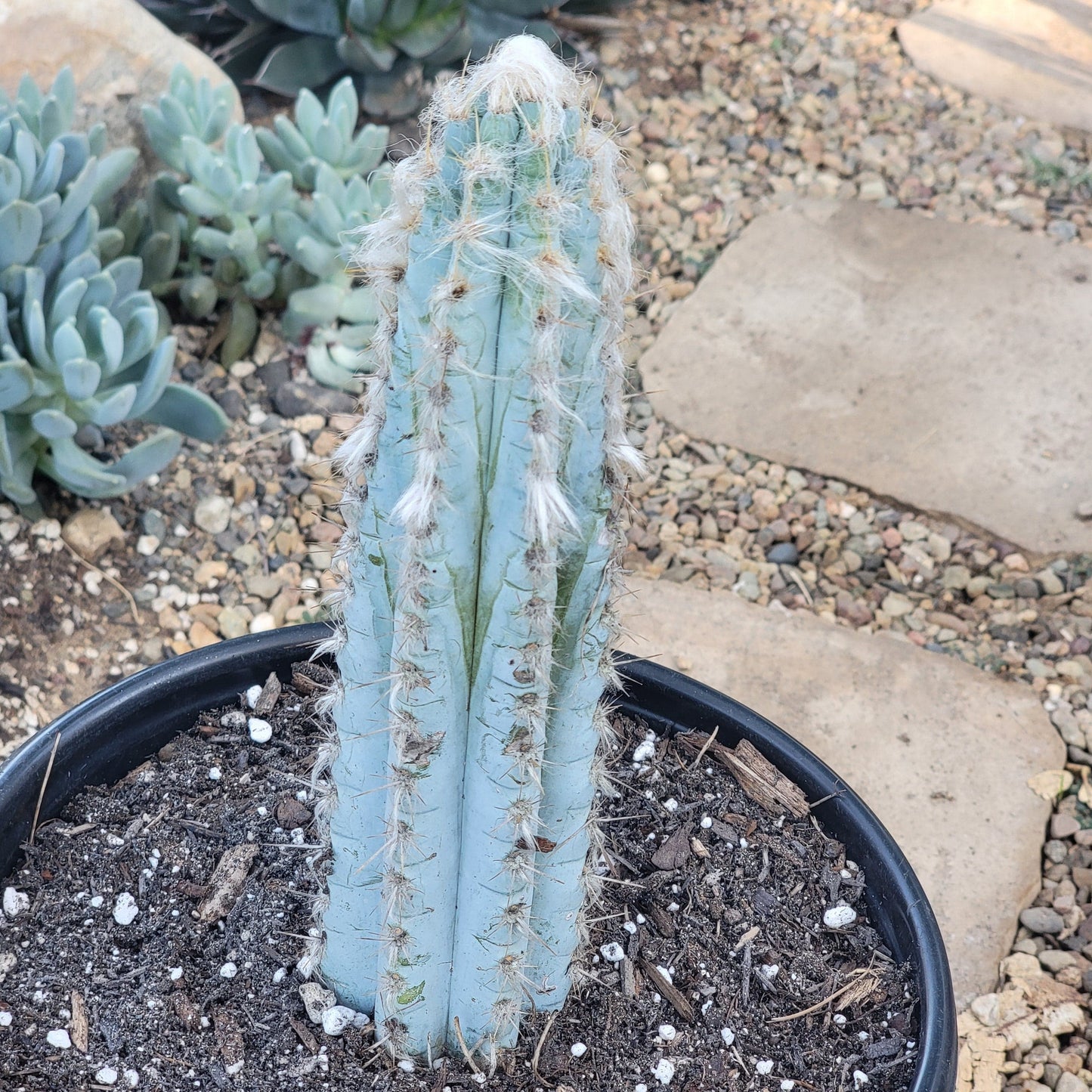 DesertScapeSucculent Cactus 5gal Assorted Pilosocereus Azureus 'Brazilian Blue Cactus'