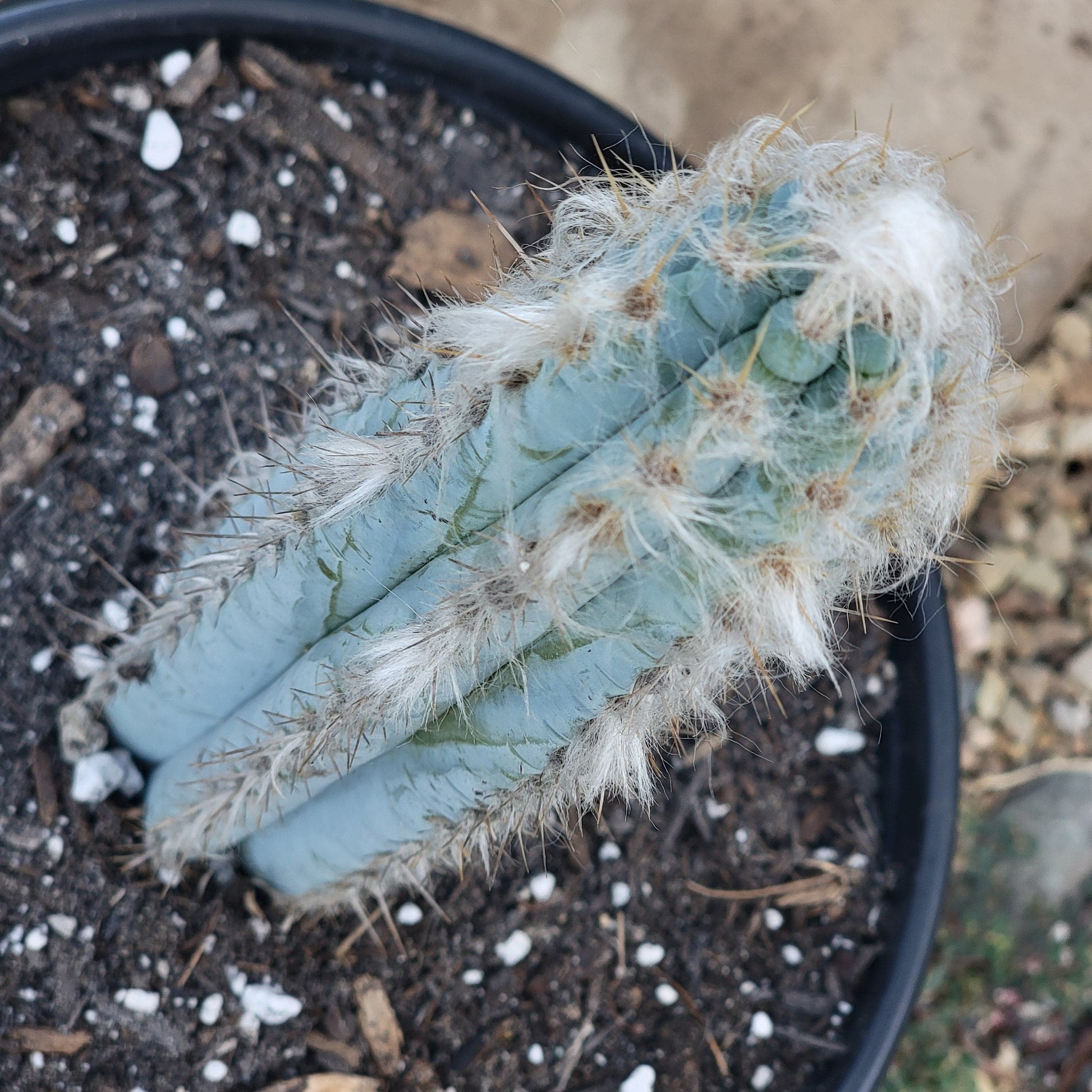 DesertScapeSucculent Cactus 5gal Assorted Pilosocereus Azureus 'Brazilian Blue Cactus'