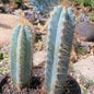 Pilosocereus Azureus 'Brazilian Blue Cactus' - 6 Inch Assorted - Cactus - DesertScapeSucculent