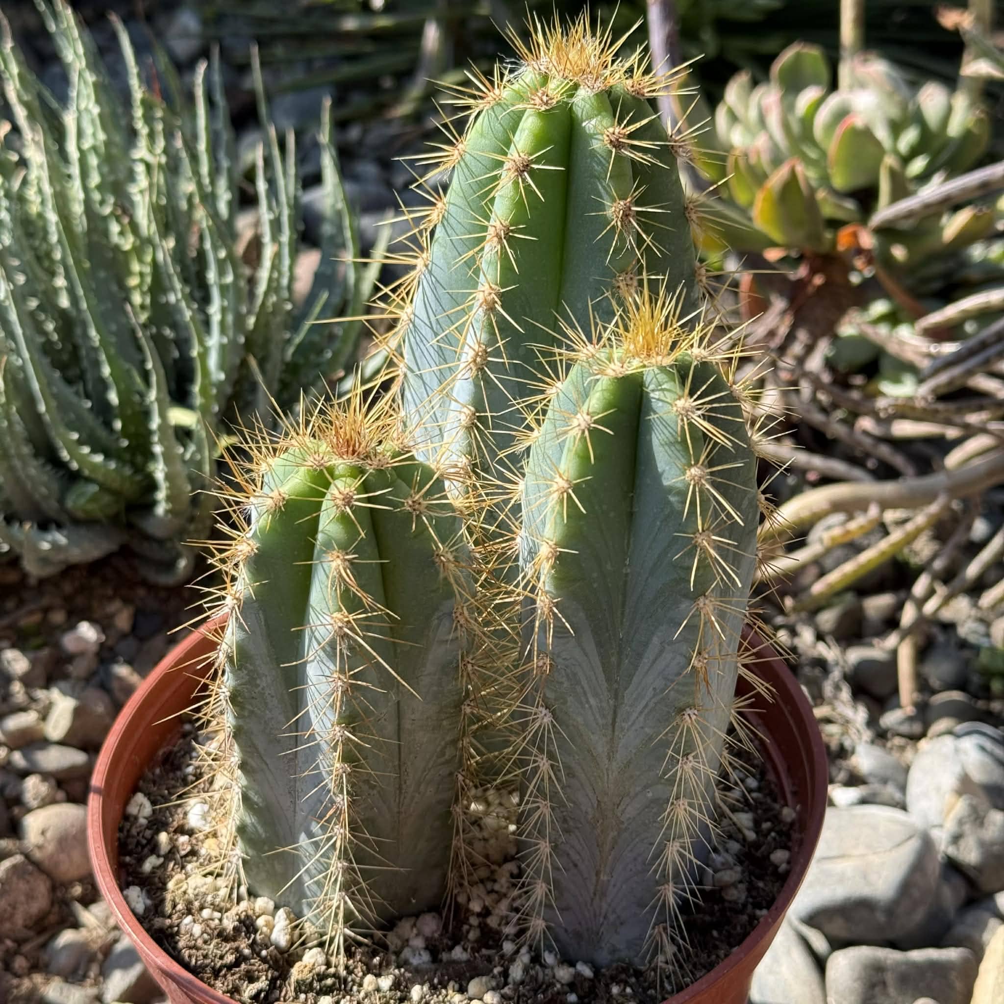 Pilosocereus Azureus 'Brazilian Blue Cactus' – DesertScapeSucculent