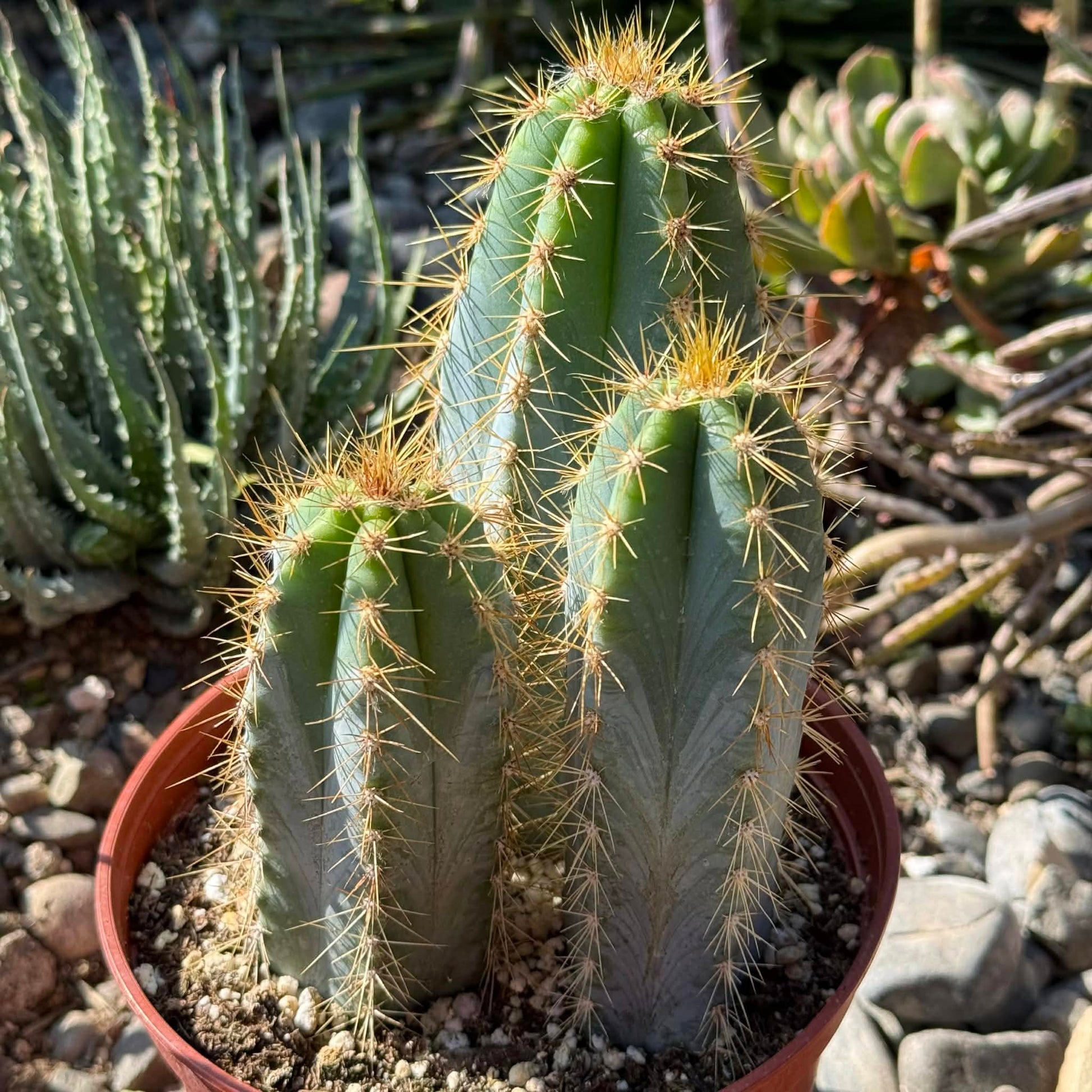 blue pencil cactus Pilosocereus pachycladus 'Blue Torch Cactus' 6 Inch