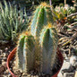 DesertScapeSucculent Cactus 6 Inch Assorted Pilosocereus Azureus 'Brazilian Blue Cactus'