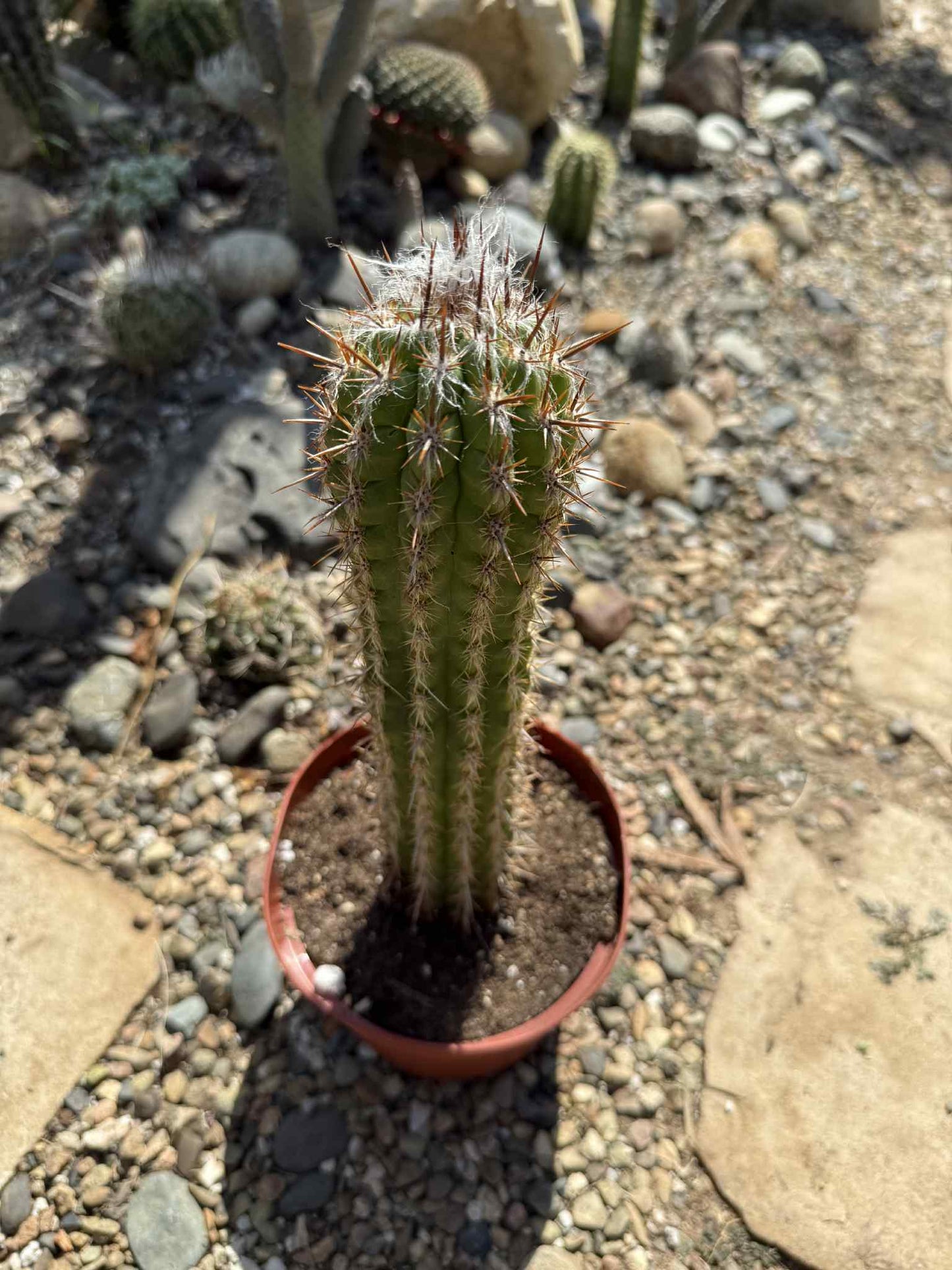 Pilosocereus gounellei - 6 Inch - Cactus - DesertScapeSucculent