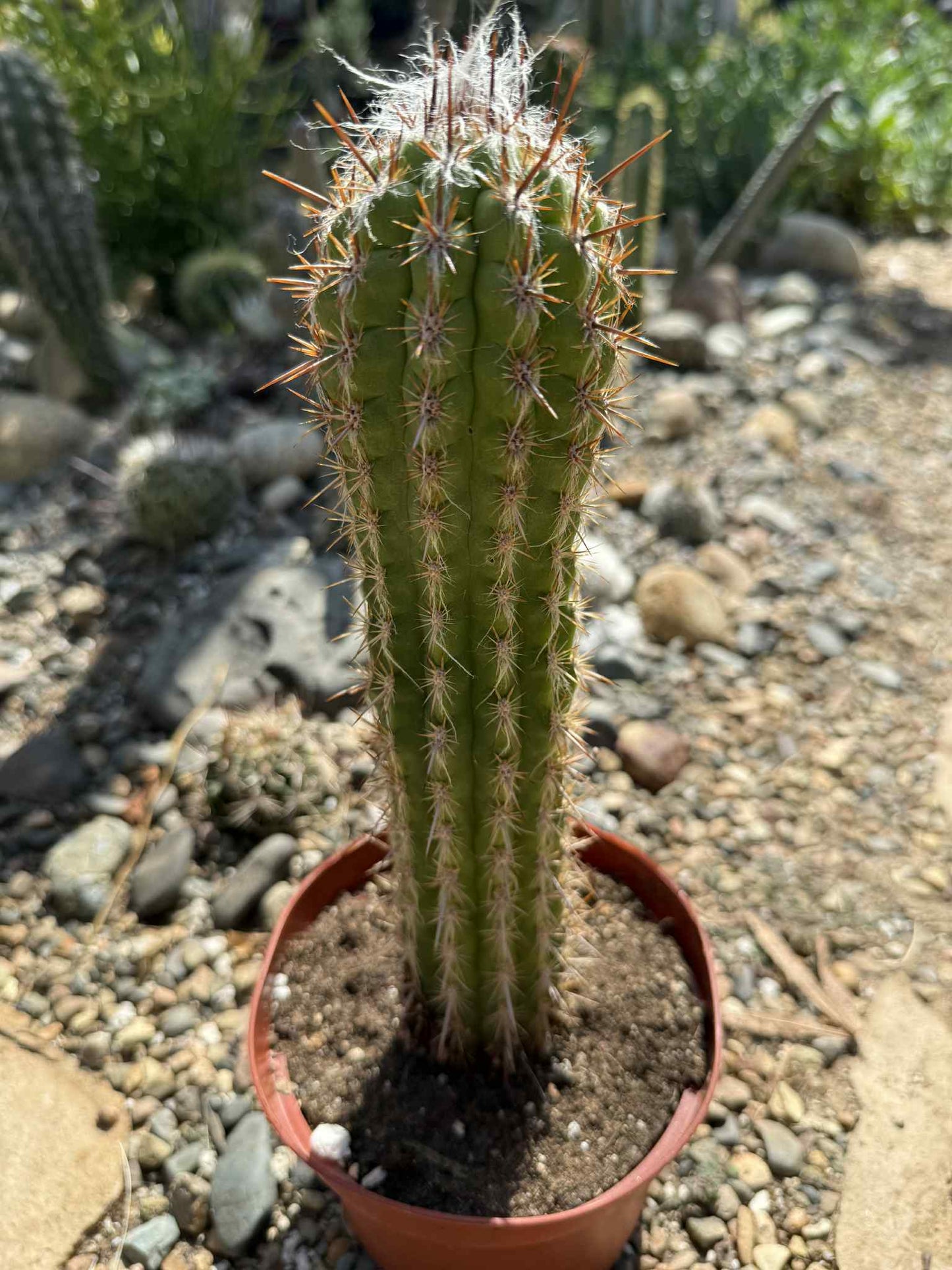 Pilosocereus gounellei - 6 Inch - Cactus - DesertScapeSucculent