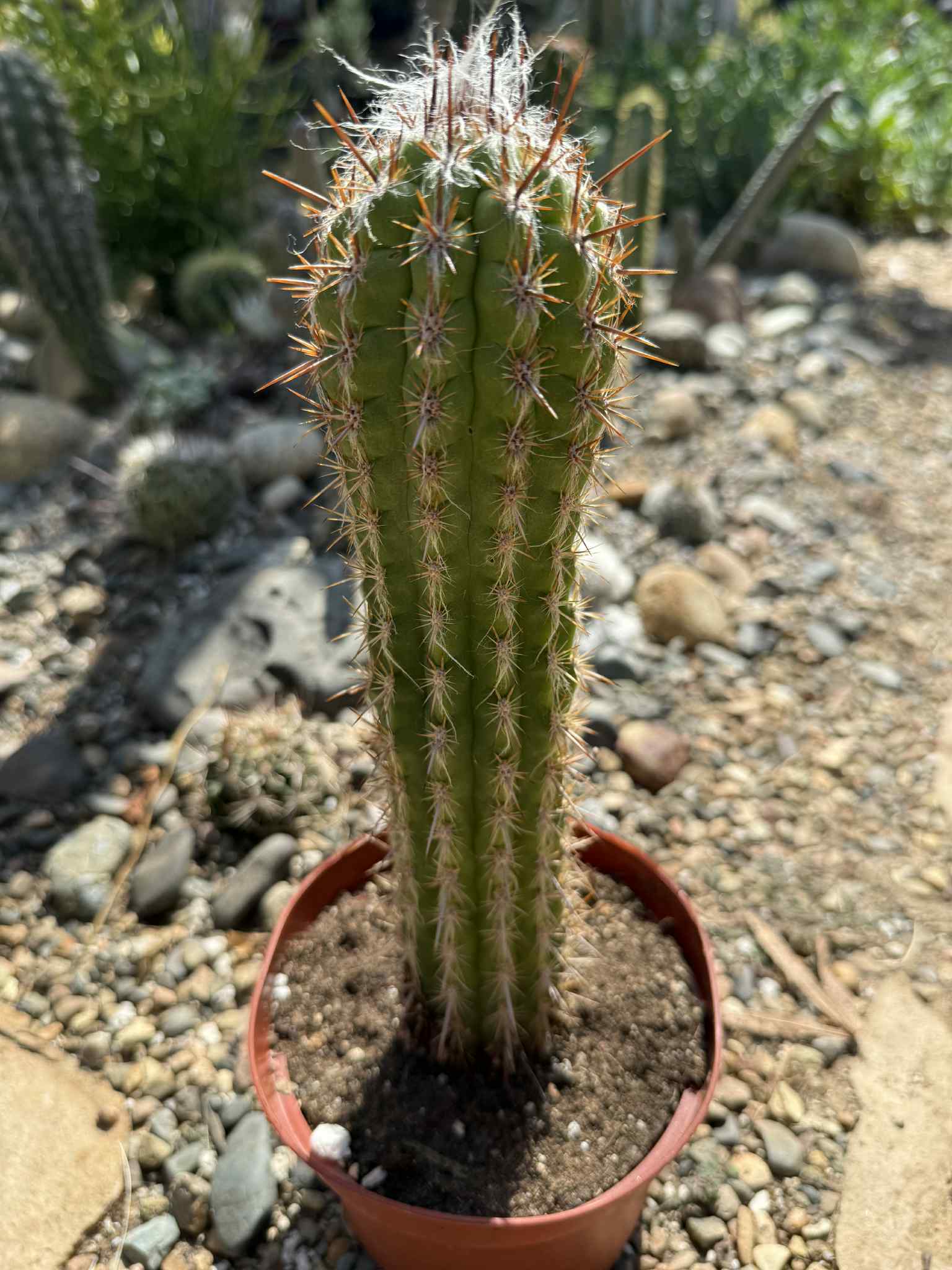 Pilosocereus gounellei - 6 Inch - Cactus - DesertScapeSucculent