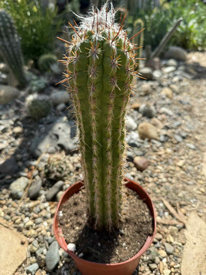 Pilosocereus gounellei - 6 Inch - Cactus - DesertScapeSucculent