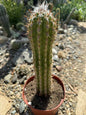 Pilosocereus gounellei - 6 Inch - Cactus - DesertScapeSucculent