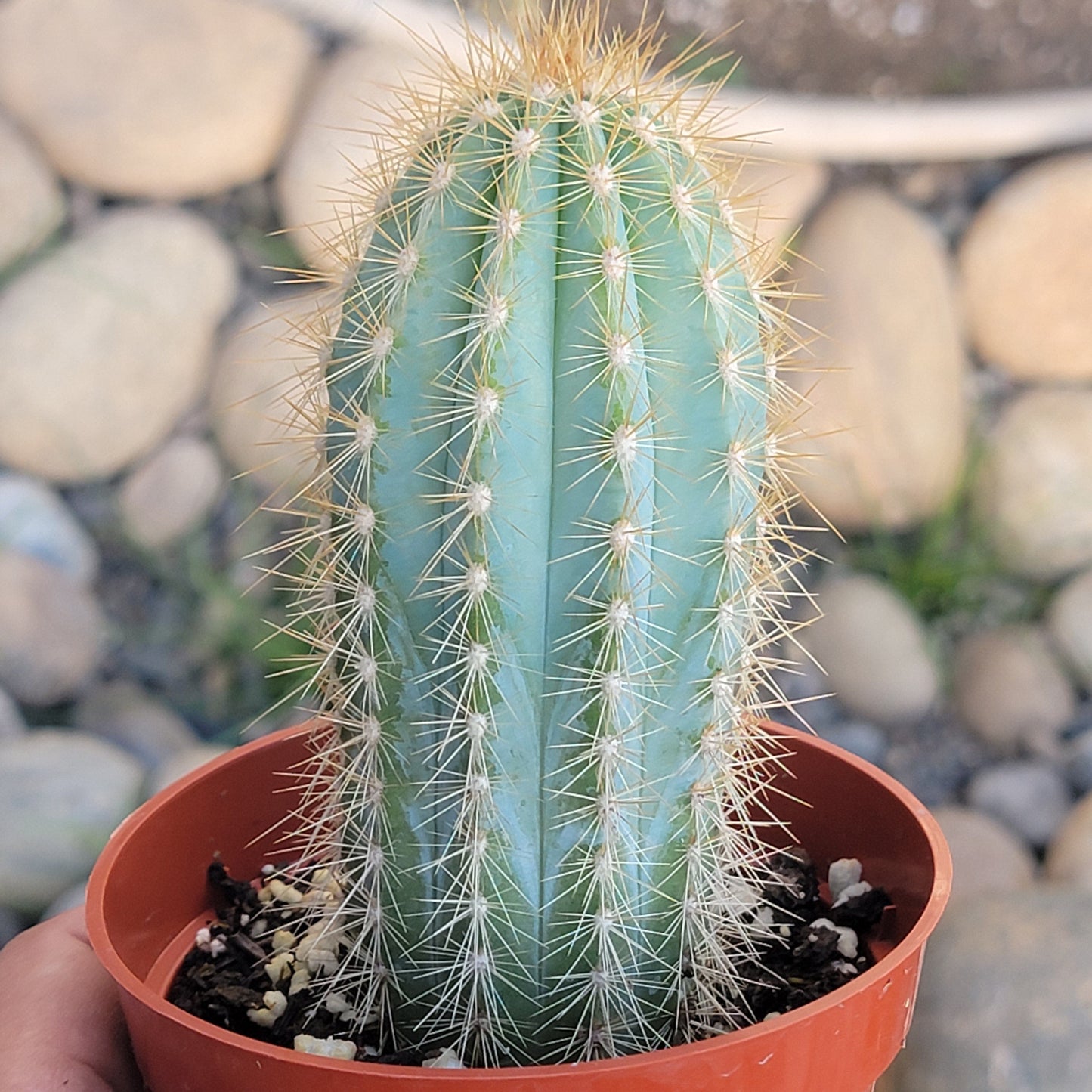 DesertScapeSucculent Cactus 4" Assorted Pilosocereus pachycladus 'Blue Torch Cactus'